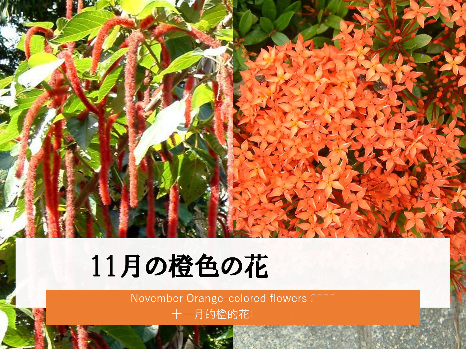 11���̞�F�̉�
