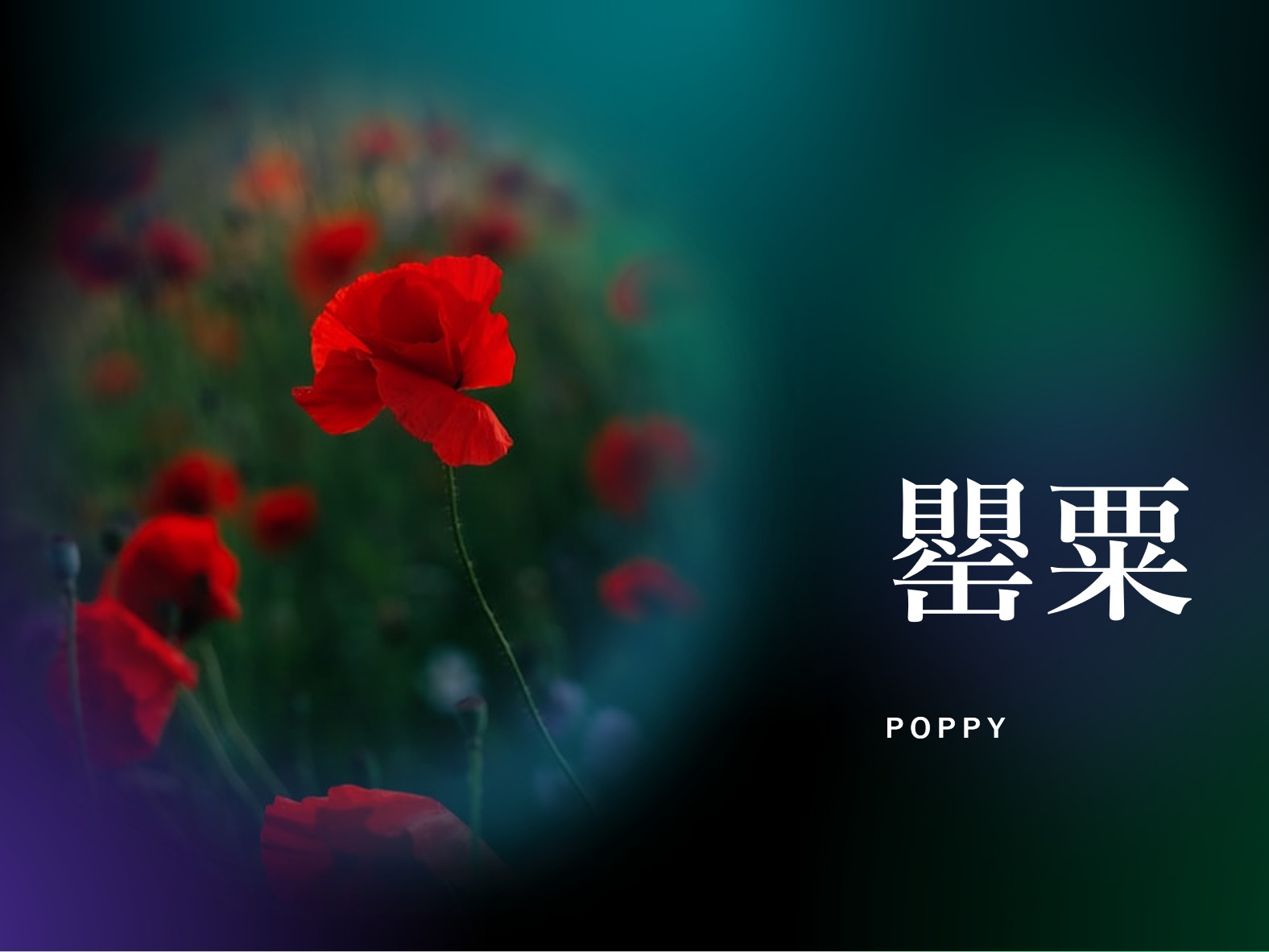 �P�V�ꗗ