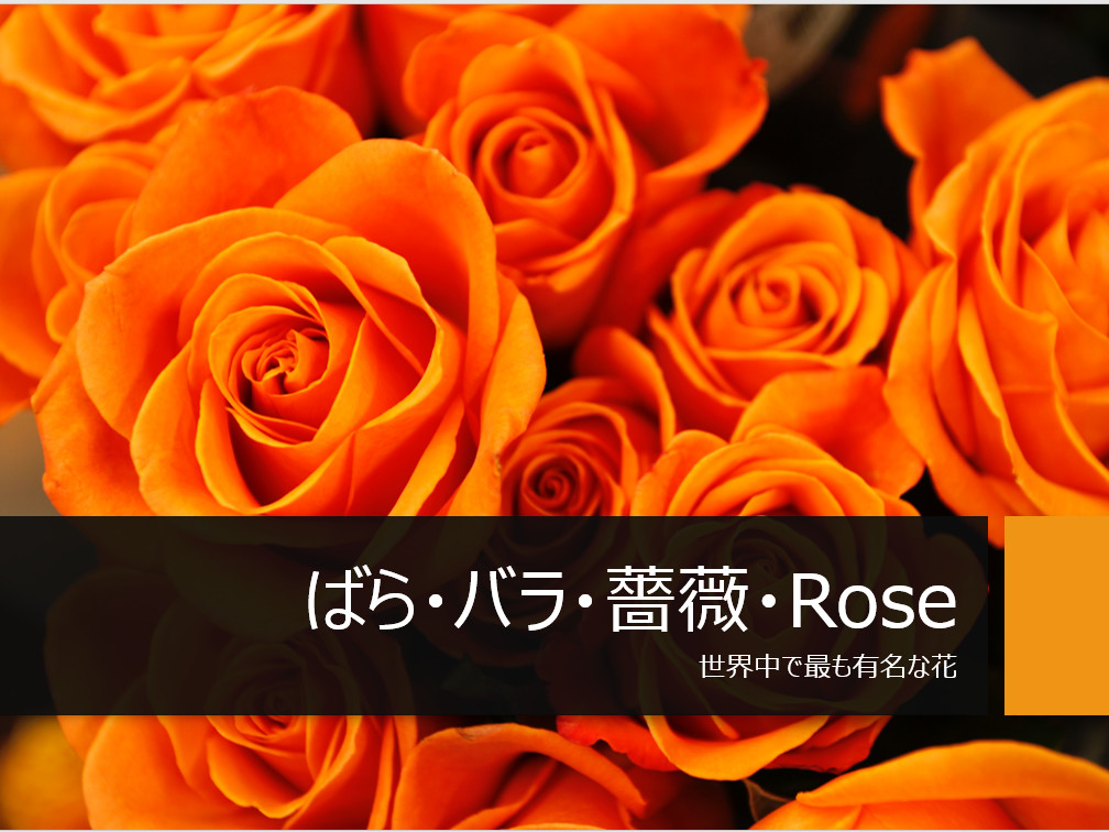 ���W �K�N�i�΂�E�o���Erose�j