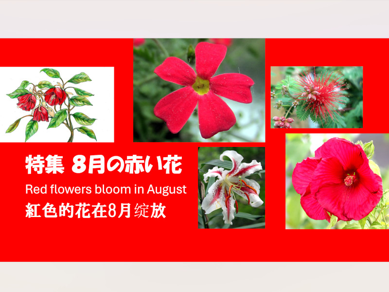 8���ɍ炭�Ԃ���