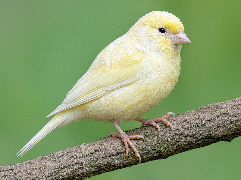 �J�i���A�icanaria�j