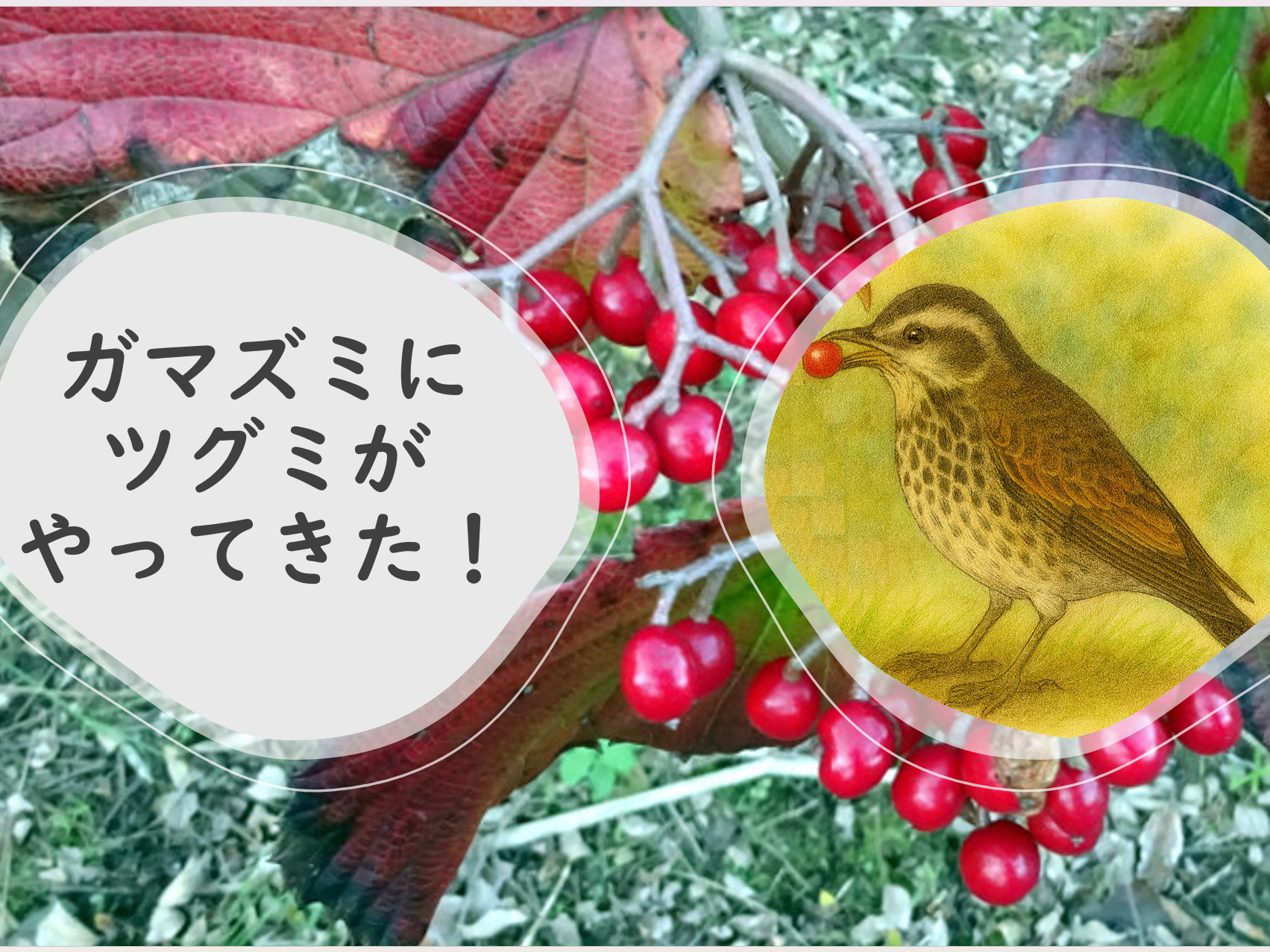 �c�O�~