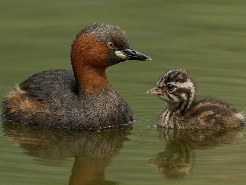�J�C�c�u���iLittle grebe�j