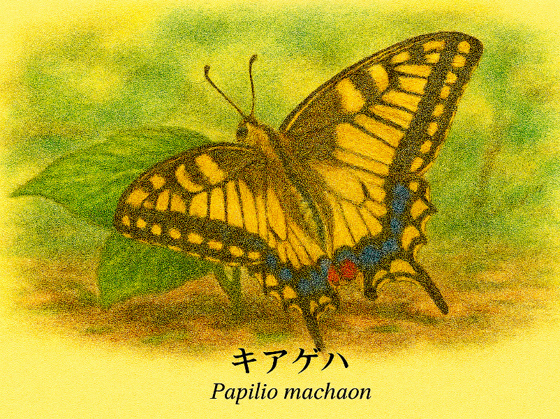 �L�A�Q�n