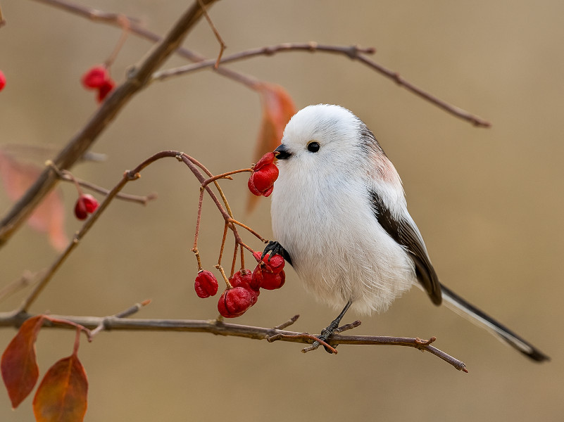 �V�}�G�i�K�T