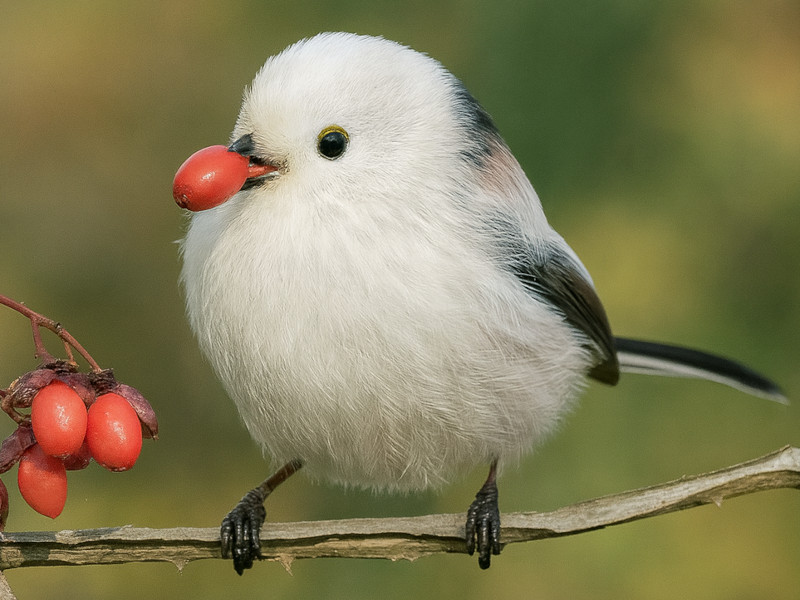 �V�}�G�i�K�i�����Ȃ��j