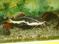 Redtail catfish