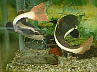 Redtail catfish