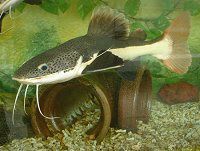 ���b�h�e�[���L���b�g�t�B�b�V�� �iRedtail catfish�j