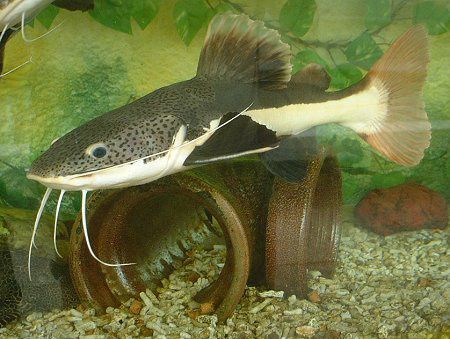 ���b�h�e�[���L���b�g�t�B�b�V���iRedtail catfish�j