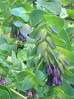 �Z�����Z(Cerinthe)