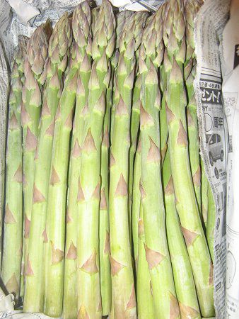 �A�X�p���K�X�E�I�b�t�B�L�i���X '�A�N�Z��'�iAsparagus officinalis�j