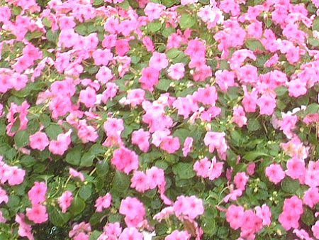 �y�`���j�A(Petunia)