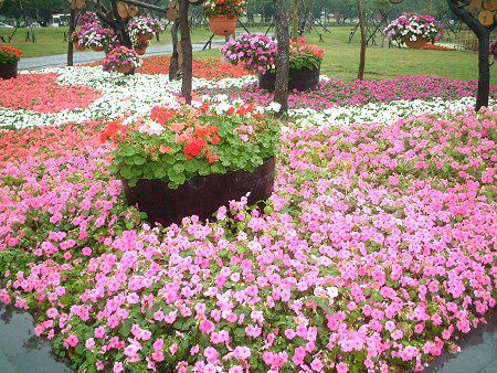 �y�`���j�A(Petunia)