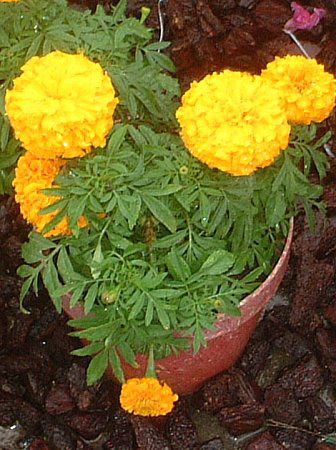 �}���[�S�[���h-yellow