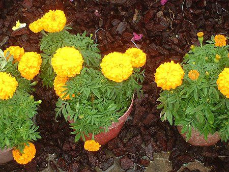 �}���[�S�[���h-yellow