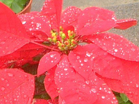 �|�C���Z�`�A(Poinsettia)