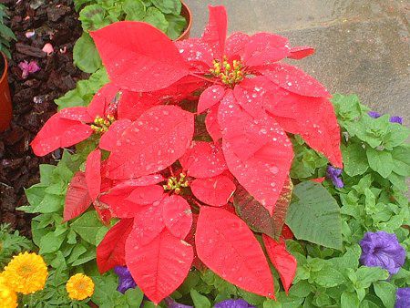 �|�C���Z�`�A(Poinsettia)