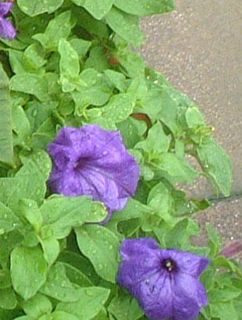 �y�`���j�A(Petunia)