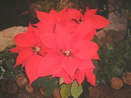 �|�C���Z�`�A(Poinsettia)����