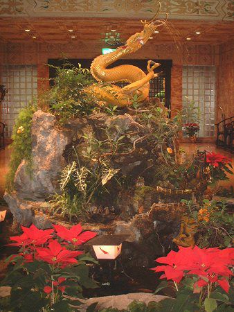 �|�C���Z�`�A(Poinsettia)����