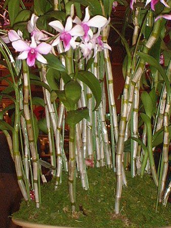 �f���h���r�E��(Dendrobium) 