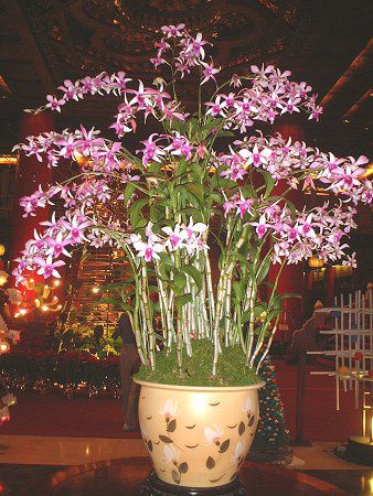 �f���h���r�E��(Dendrobium) 