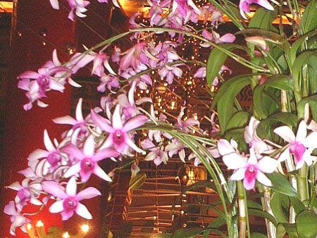 �f���h���r�E��(Dendrobium) 