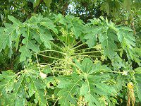 �p�p�C�A(Papaya)