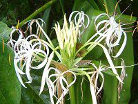 �N���i��(Crinum)
