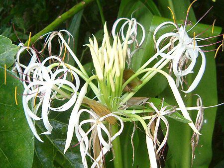 �N���i��(Crinum)