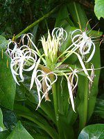 �N���i��(Crinum)