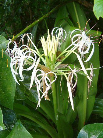 �N���i��(Crinum)