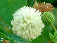 �M���l���i�⍇���j