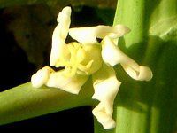�p�p�C�A(Papaya)