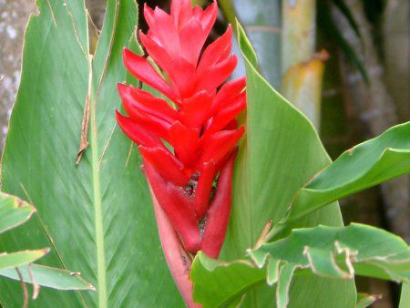 ���b�h�W���W���[(Red Ginger)