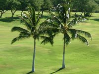�R�R���V(Coco nuts palm)