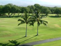 �R�R���V(Coco nuts palm)