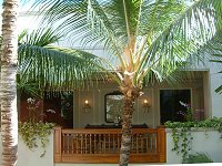 �R�R���V(Coco nuts palm)