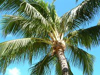 �R�R���V(Coco nuts palm)