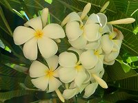 �v�������A�E���u��(Plumeria rubra)