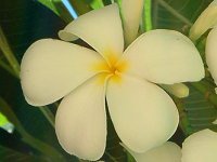 �v�������A�E���u��(Plumeria rubra)