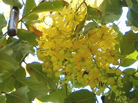 �J�b�V�A�E�t�B�c���iCassia fistula�j