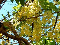 �S�[���f���V�����[�E�c���[(Golden Shower tree)