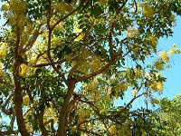 �S�[���f���V�����[�E�c���[(Golden Shower tree)