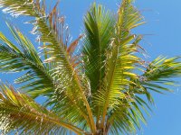 �R�R���V(Coco nuts palm)