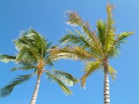 �R�R���V(Coco nuts palm)