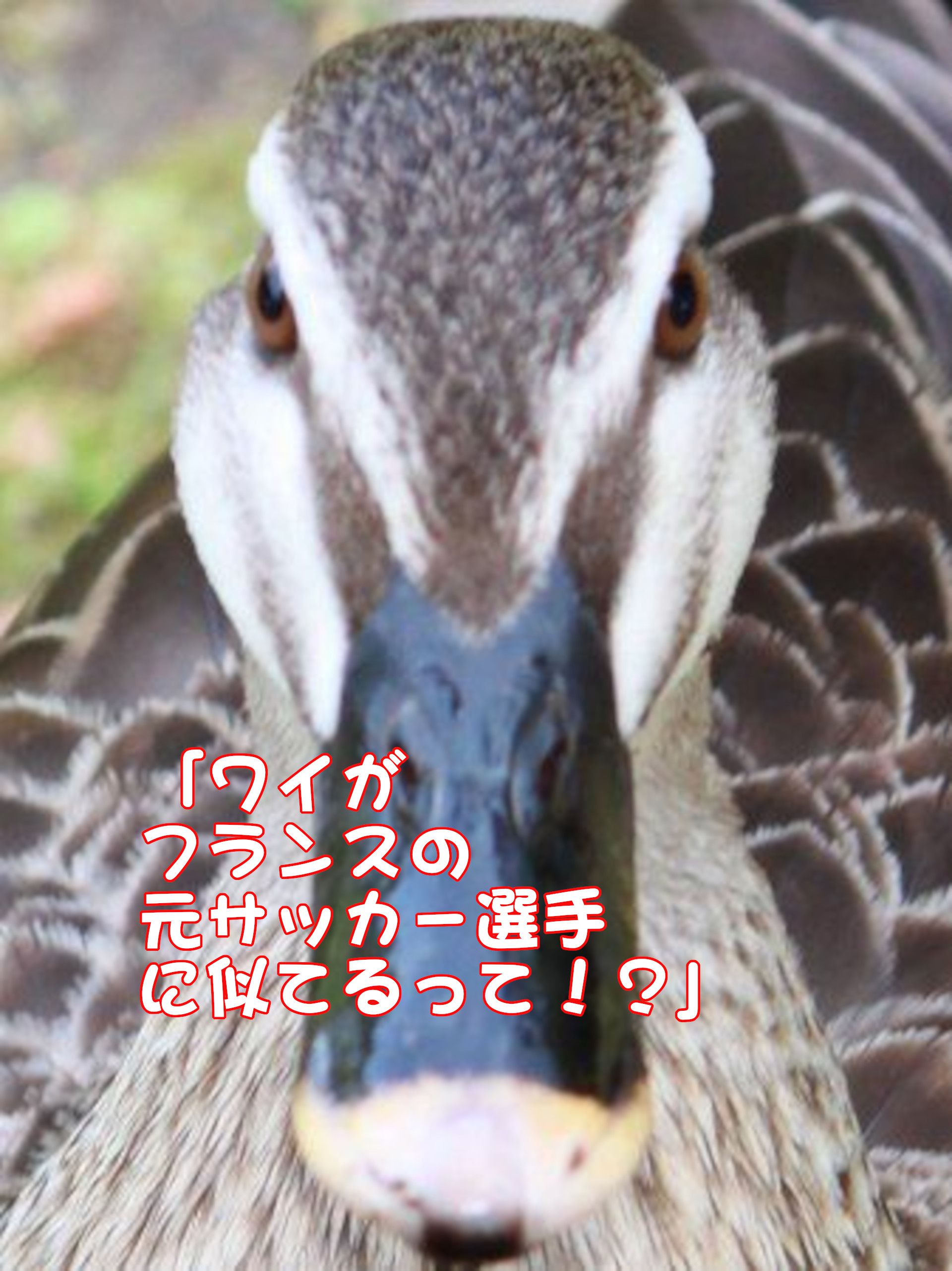 �J���K��(�y��)