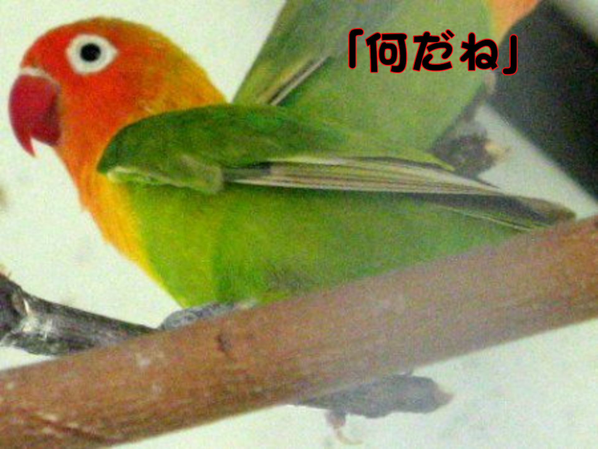 �{�^���C���R