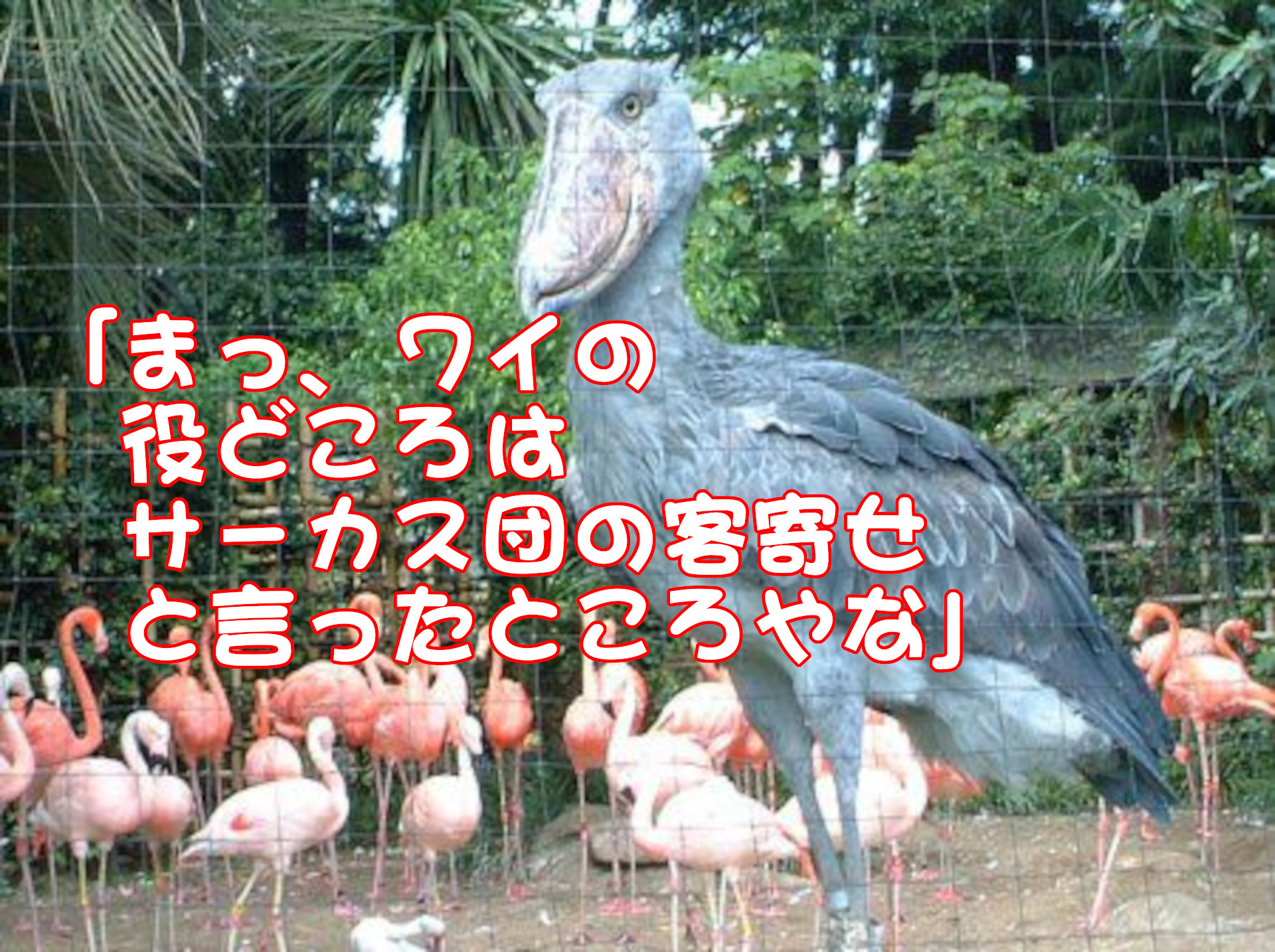 �n�V�r���R�E